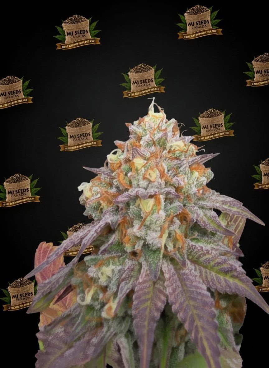 Slurty 3 Feminized Marijuana Seeds
