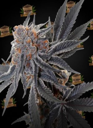 Space Runtz Feminized Marijuana Seeds
