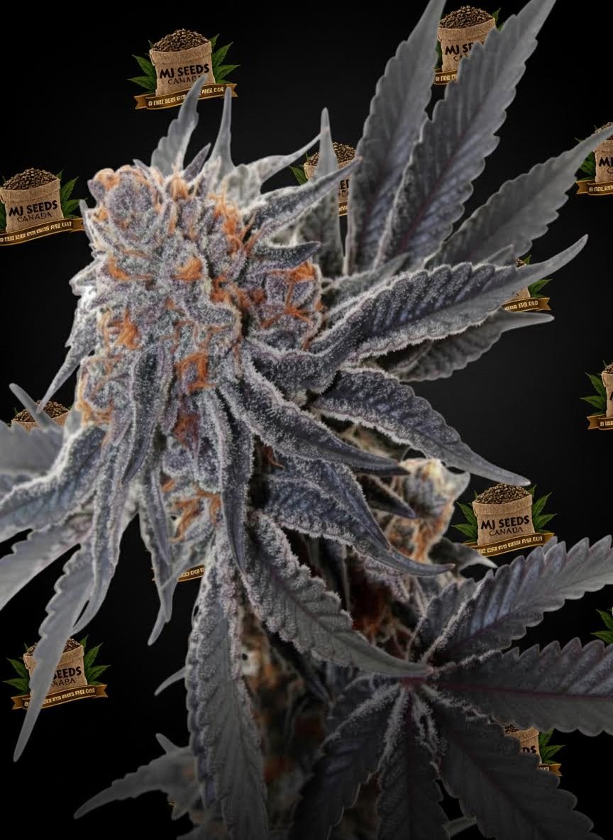 Space Runtz Feminized Marijuana Seeds