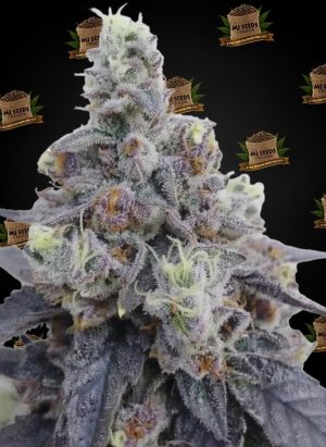 Starburst Feminized Marijuana Seeds