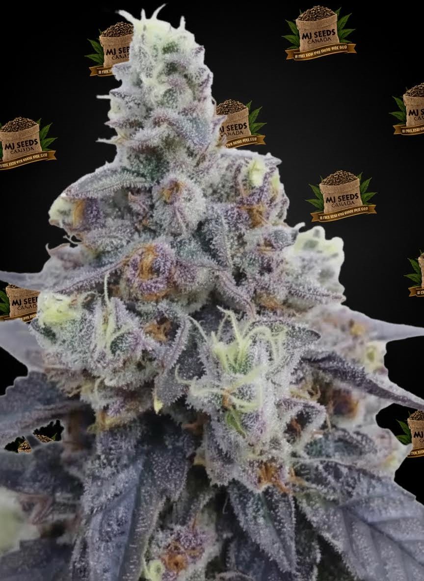 Starburst Feminized Marijuana Seeds