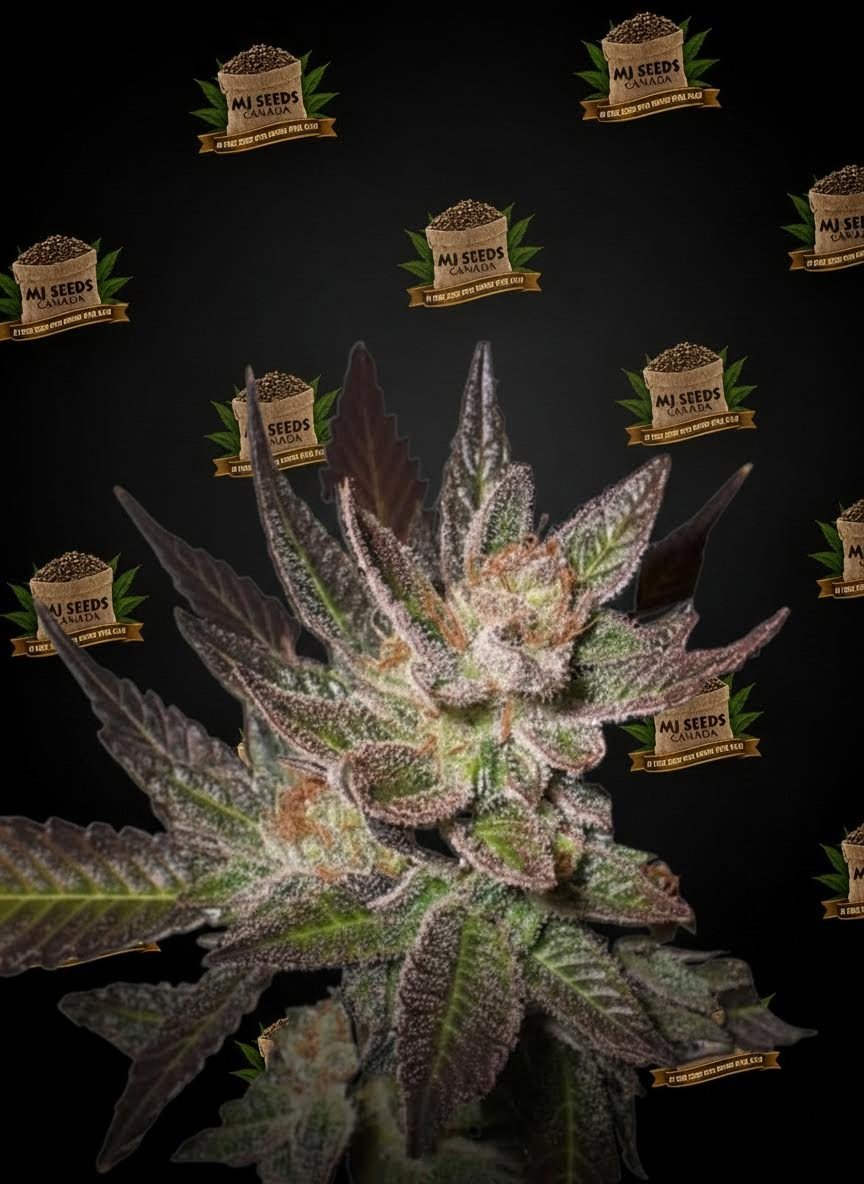 Strawberry Cheesecake Feminized Marijuana Seeds