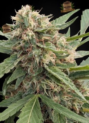 Strawberry Guava Feminized Marijuana Seeds