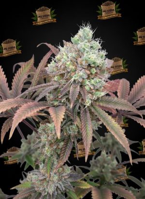 Strawberry Shortcake Feminized Marijuana Seeds