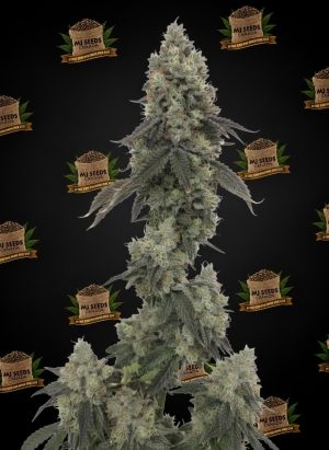 Sub Zero Feminized Marijuana Seeds