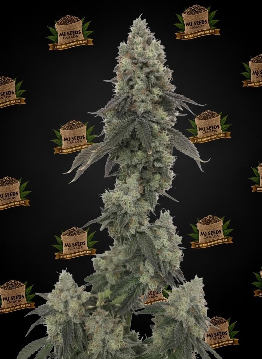 Sub Zero Feminized Marijuana Seeds