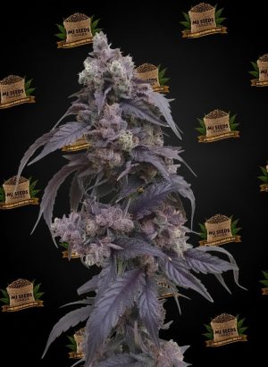 Sundae Driver Feminized Marijuana Seeds
