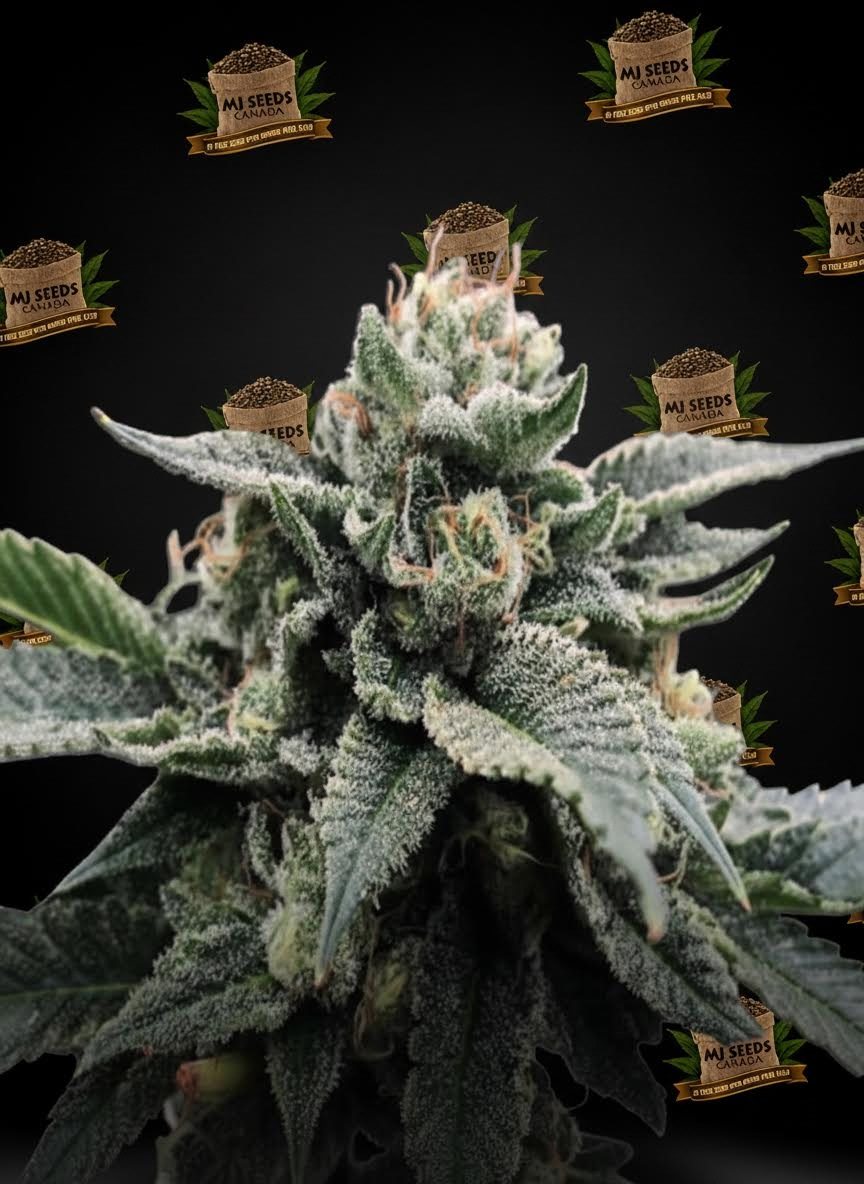 Super Glue Feminized Marijuana Seeds