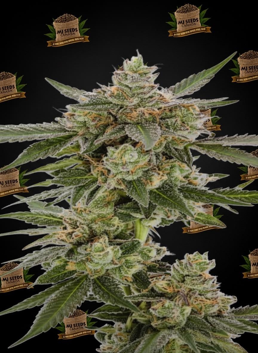 The Soap Feminized Marijuana Seeds