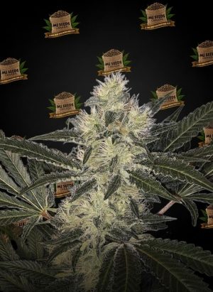 Toad Venom Feminized Marijuana Seeds
