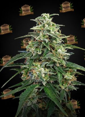 Triple Scoop Feminized Marijuana Seeds