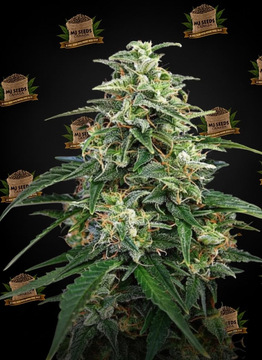Triple Scoop Feminized Marijuana Seeds