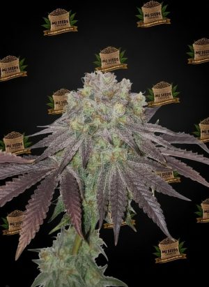 Tropical Cookies Feminized Marijuana Seeds