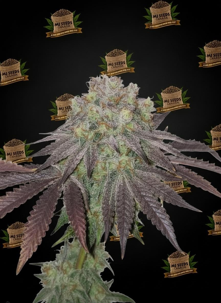 Tropical Cookies Feminized Marijuana Seeds
