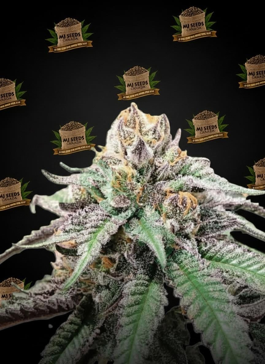 Truffle Cake Feminized Marijuana Seeds