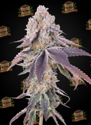 Unicorn Poop Feminized Marijuana Seeds