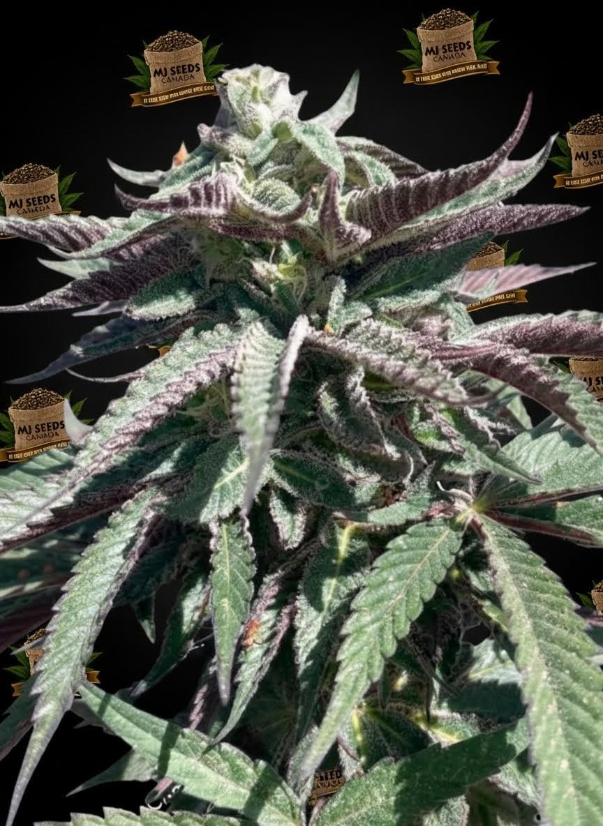 Vanilla Frosting Feminized Marijuana Seeds