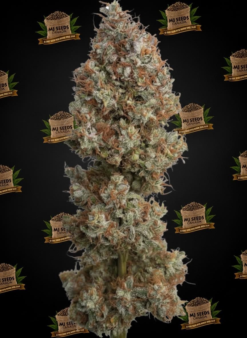 Warheads Feminized Marijuana Seeds