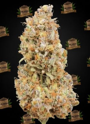 Watermelon Gelato Feminized Marijuana Seeds