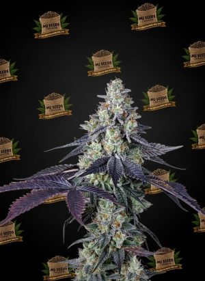 Watermelon Zkittlez Feminized Marijuana Seeds