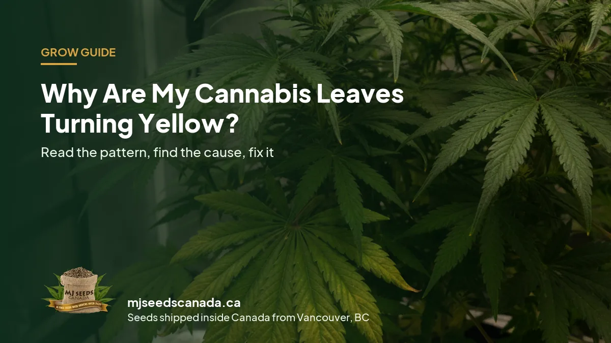 Cannabis fan leaves in an indoor grow tent, for a guide to why cannabis leaves turn yellow