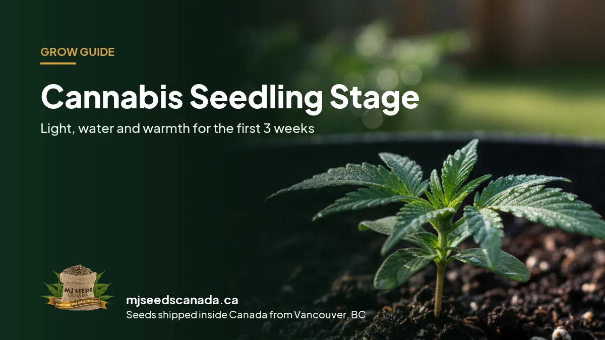 A young cannabis seedling with its first serrated leaves growing in dark soil, for a seedling stage guide