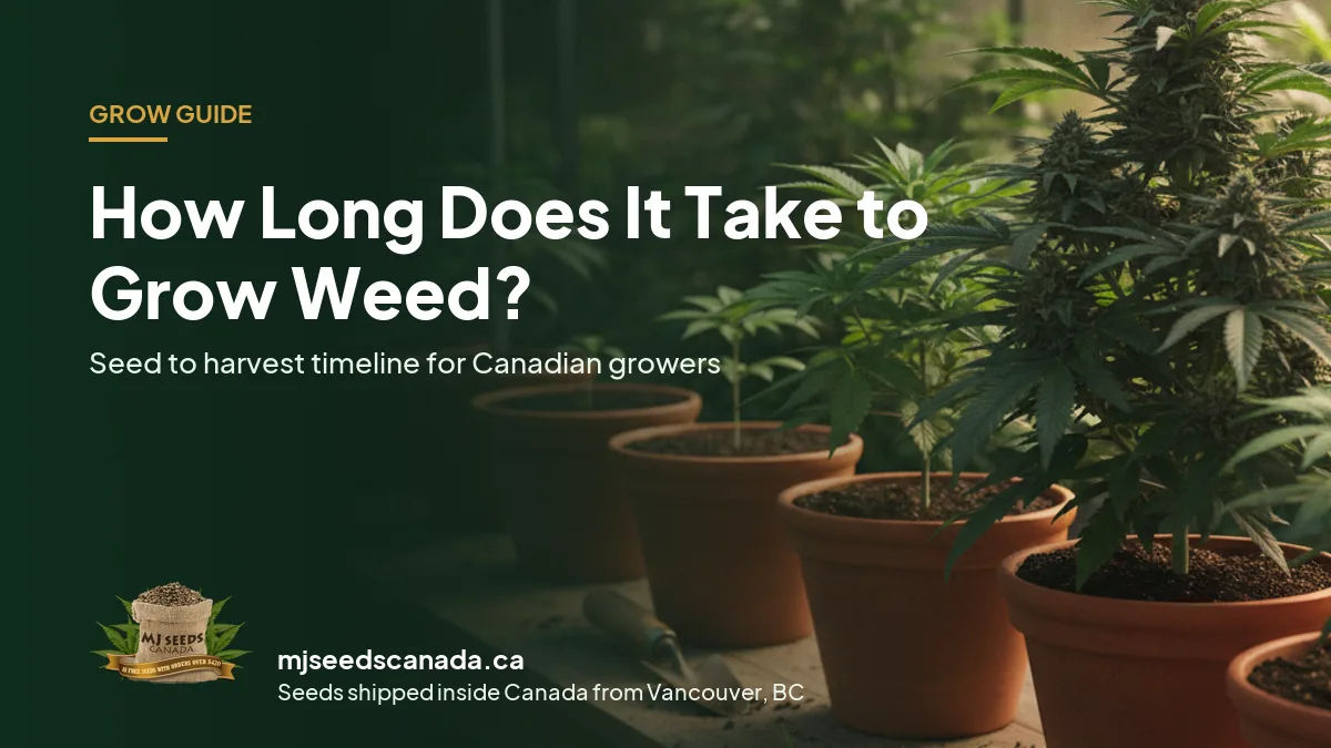 Cannabis plants at different growth stages from seedling to flowering, showing how long it takes to grow weed