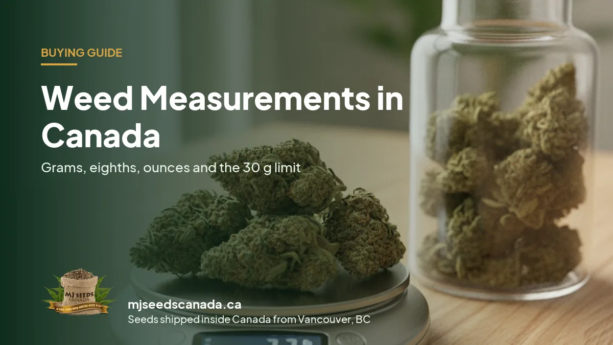 Dried cannabis buds on a small digital scale next to a glass jar, for a guide to weed measurements in Canada