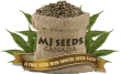 marijuana seeds canada